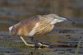 Squacco Heron sitting on a water lilly Royalty Free Stock Photo