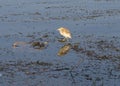 Squacco heron stood on reeds in river marshland Royalty Free Stock Photo