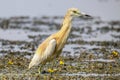 Squacco heron in the water. Small heron standing in the water