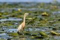 Squacco heron on the waterlily field