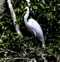 A Squacking Great Egret Royalty Free Stock Photo
