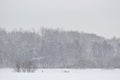 Squad of roe deers in wintertime