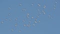 Squadron of american white pelicans migrating in fall - taken on the Minnesota River Royalty Free Stock Photo