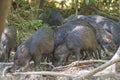 A Squadron of Peccaries in the Rainforest Royalty Free Stock Photo