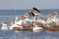 Squadron of Pelicans Preparing to Take Off.