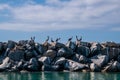 A squadron of pelicans on top of a wall of boulders and rocks