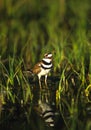 Squaking Killdeer Royalty Free Stock Photo