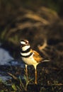 Squaking Killdeer Royalty Free Stock Photo