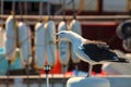 Squaking Seagull on the equipment of a boat Royalty Free Stock Photo