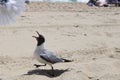 Squaking seagull Royalty Free Stock Photo