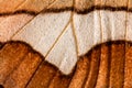 Squama Butterfly wings detail