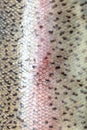 Squama trout fish as abstract background