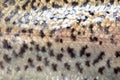 Squama trout fish as abstract background