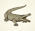 Crocodile. Vector drawing Royalty Free Stock Photo