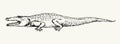 Crocodile. Vector drawing icon sign Royalty Free Stock Photo