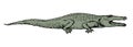 Crocodile. Vector drawing icon sign Royalty Free Stock Photo