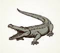 Crocodile. Vector drawing