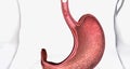 Squamous cell carcinoma, Cancer that forms in the thin, flat cells lining the inside of the esophagus