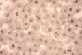 Squamous epithelial cells under microscope view Royalty Free Stock Photo