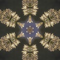 Square square, square, Abstract angular star shape like a snowflake made from photo of white flowers in California