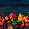 Square autumn design with autumn leaves, chestnuts and a place for text, shot from above Royalty Free Stock Photo