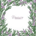 Square backdrop with frame made of rosemary and place for text. Elegant border consisted of gorgeous fragrant wild