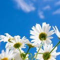 Square backdrop made of bunch of white chamomile flowers backs with yellow cores on clear sky scape with clouds Royalty Free Stock Photo