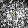 Grey pebbles texture with green trefoil lleaf