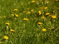 Square background with yellow dandelion in the green field Royalty Free Stock Photo