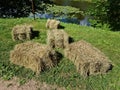 Square bale of dried hay is prepared for the animals for the cold winter season