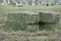 Square bales of alfalfa hay for cattle are lying on the field Royalty Free Stock Photo