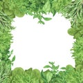 Square banner with fresh herbs basil, rosemary, coriander,watercress. Watercolor frame isolated. Illustration for design