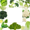 Square banner. White, savoy, chinese, curly cabbage. Bok choy and kale. Broccoli and brussels sprouts. Kohlrabi and