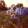 beautiful background with soap bubbles flying over a blooming lilac summer meadow in the rays of a warm sunset