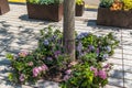Square bed around a tree, planted with hydrangeas and other blooming summer flowers Royalty Free Stock Photo