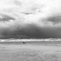 Black-and-white photo of two dogs playing with bird flying over on the beach Royalty Free Stock Photo