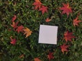 Square blank white paper is on small green leaves and red maple leaves, Tokyo, Japan Royalty Free Stock Photo