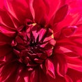 Square botanical backdrop with sunlit red dahlia flower abloom with lots of petals