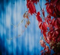 Burgundy leaves of decorative ivy hang on a blue wall background Royalty Free Stock Photo