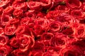Square bunch of vibrant beautiful colorful light red roses flowers