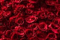 Square bunch of vibrant beautiful colorful red roses flowers