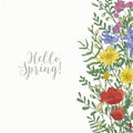 Square card decorated with wild blooming flowers and meadow flowering herbs at right edge and Hello Spring inscription