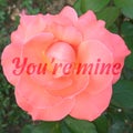 Square card with a photo of a rose and the words You are mine