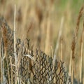 Square Close up of brown grasses growing around a chain link fence on a sunny day Royalty Free Stock Photo