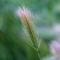 Square Close up of grasses with slim green stems topped with thread like white spikes