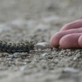 Square Close up of hand of a person and fuzzy black caterpillar against rocky ground