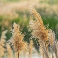 Square Close up of natural brown grasses growing around a lake viewed on a sunny day Royalty Free Stock Photo
