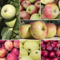 Square collage of apples of different varieties Royalty Free Stock Photo