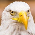 Square crop portrait of a Bald Eagle