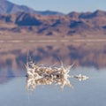 Square Crystallised salt formation Bonneville Salt Flats day light Royalty Free Stock Photo